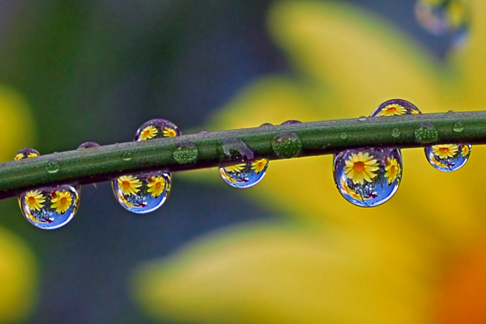 Macro Water Drop Photography from Steve Wall