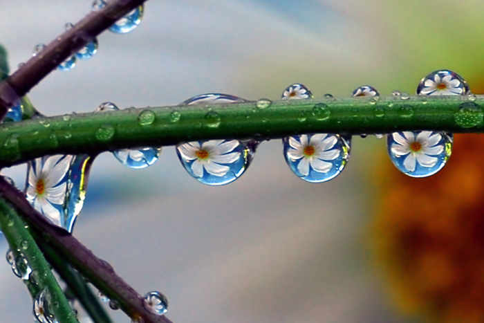 Macro Water Drop Photography from Steve Wall