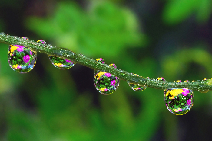 macro photography water