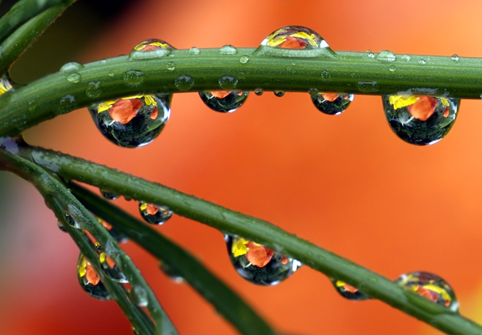 Macro Water Drop Photography from Steve Wall
