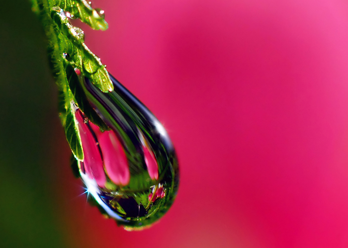 Macro Water Drop Photography from Steve Wall