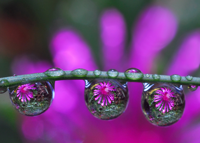 Macro Water Drop Photography from Steve Wall