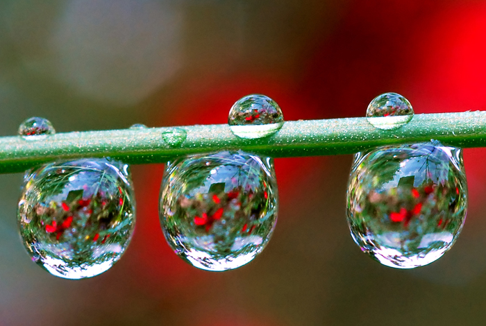 Macro Water Drop Photography from Steve Wall