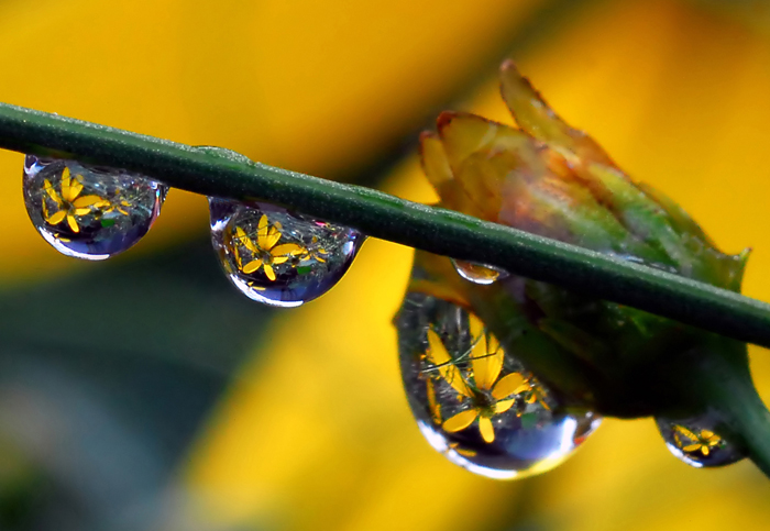 Macro Water Drop Photography from Steve Wall