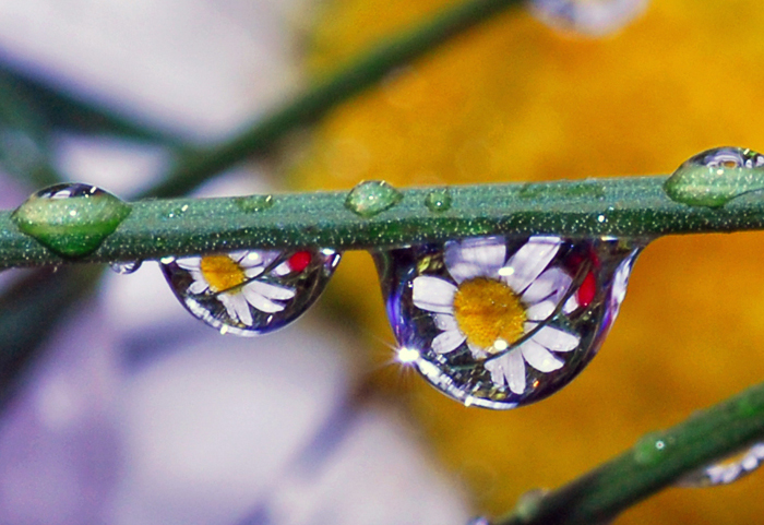 Macro Water Drop Photography from Steve Wall