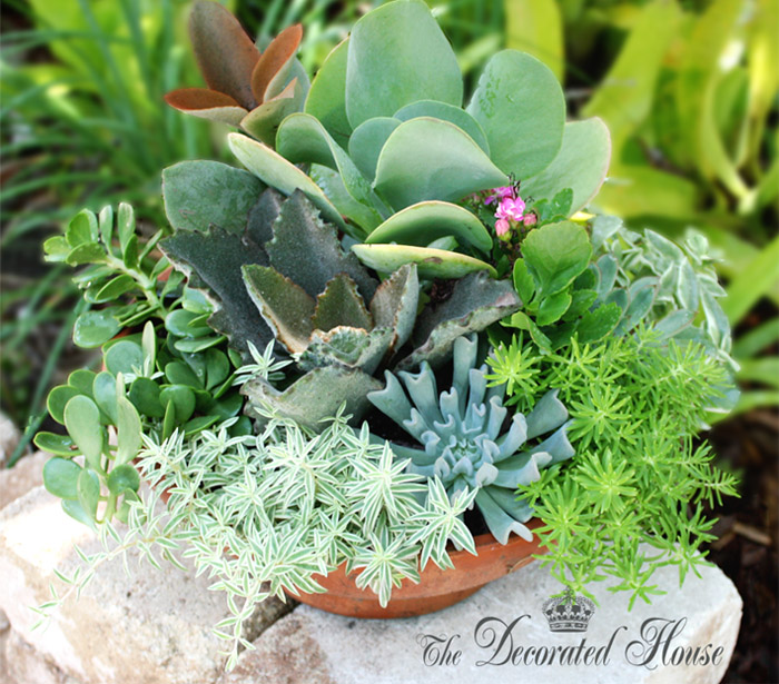 Donna Courtney of The Decorated House - How To Plant Succulents