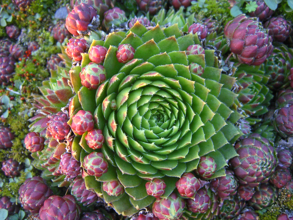 Succulents (Sempervivum soboliferum) photo by Rūta Kučinskaitė on http://www.flickr.com/photos/50539054@N00/351941601/in/faves-clage/