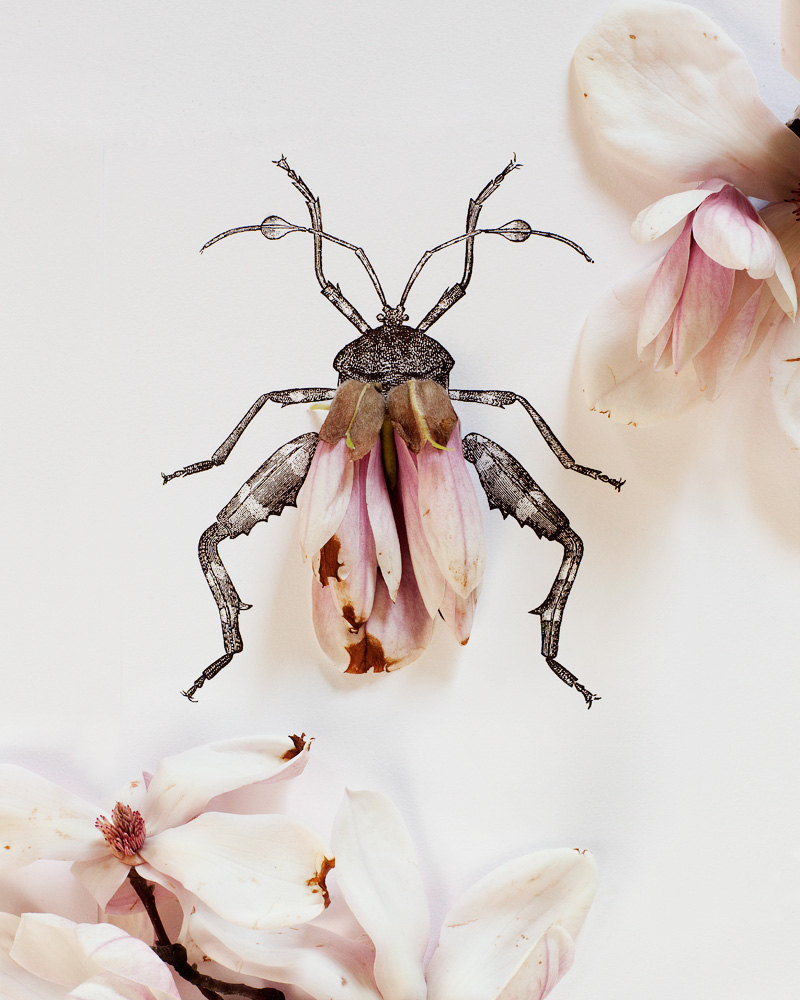 Creative Still Life Photography from Kari Herer - Magnolia Bug on Etsy http://www.etsy.com/shop/kariherer