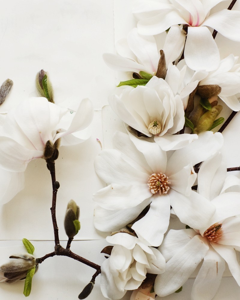 Creative Still Life Photography from Kari Herer - Magnolia on Etsy http://www.etsy.com/shop/kariherer