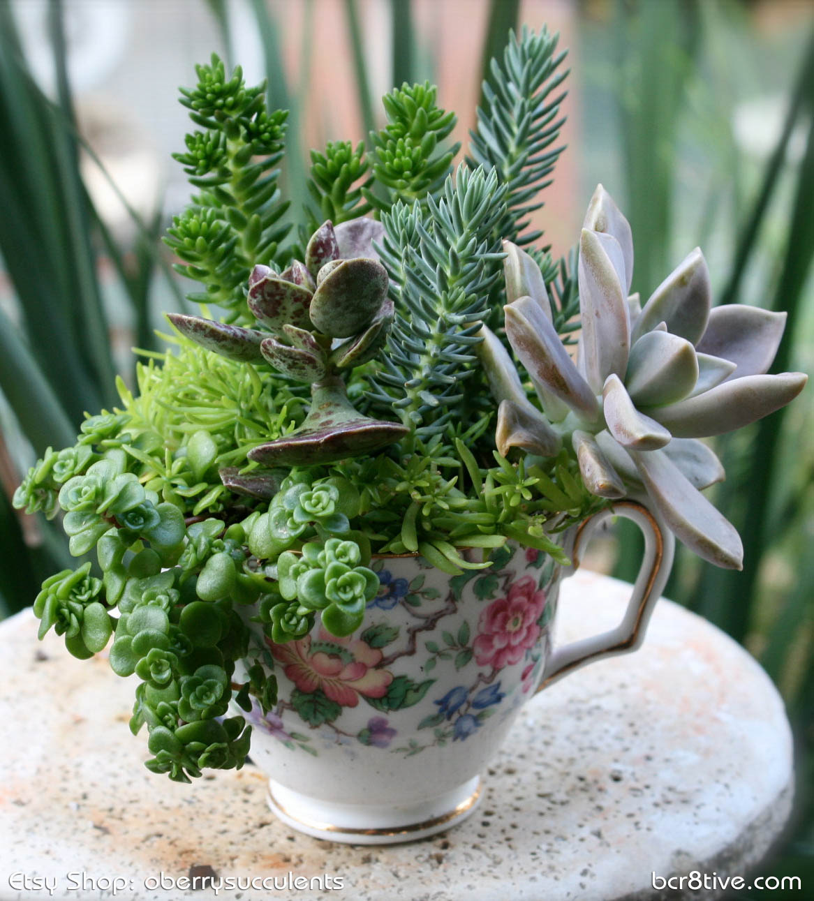 Oberrys Succulents on Etsy