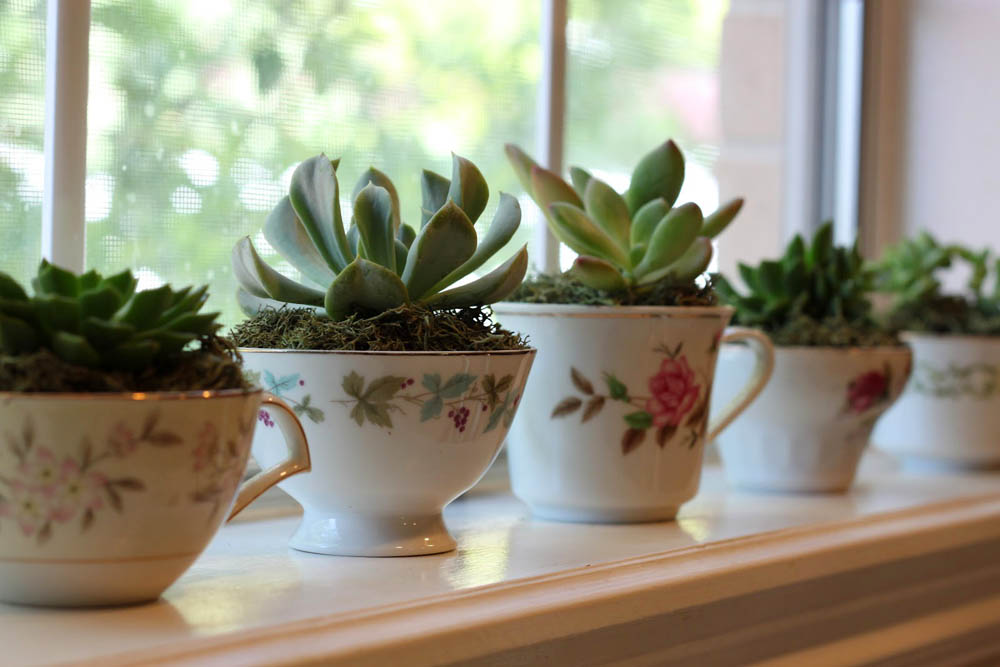 Teacup Succulents by Simply Julie