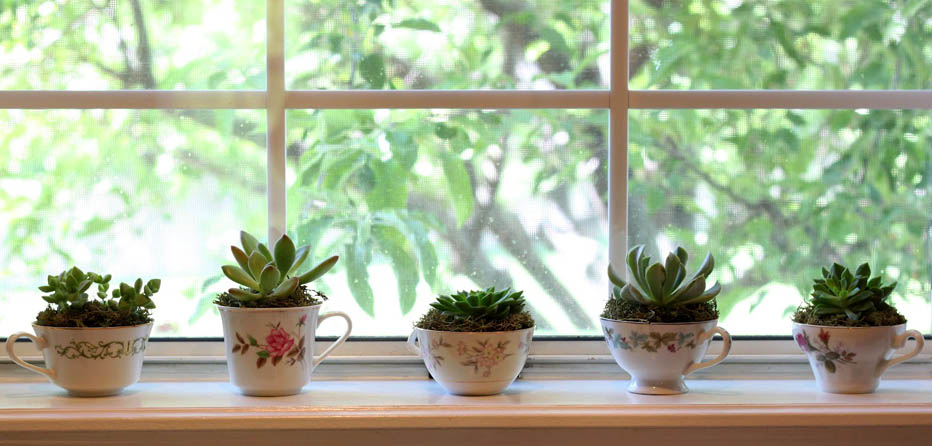 Teacup Succulents by Simply Julie