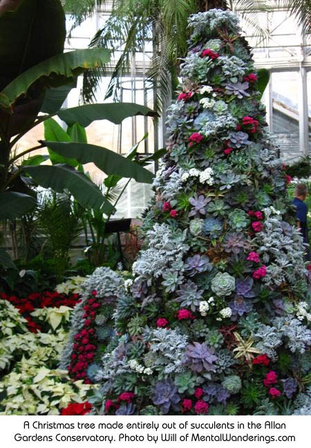 A Christmas tree made entirely out of succulents in the Allan Gardens Conservatory. Photo by Will of MentalWanderings.com http://www.mentalwanderings.com/photos/toronto/index.html