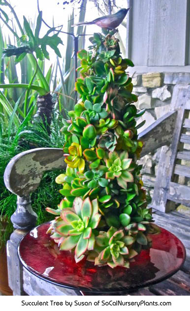 Succulent tree made by Susan of http://www.socalnurseryplants.com/nursery-information/a-very-succulent-christmas/