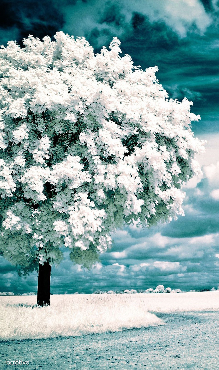 Infrared Trees Photography