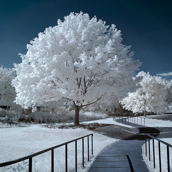 Urban Ghost Trees by by *DGE-Photography 