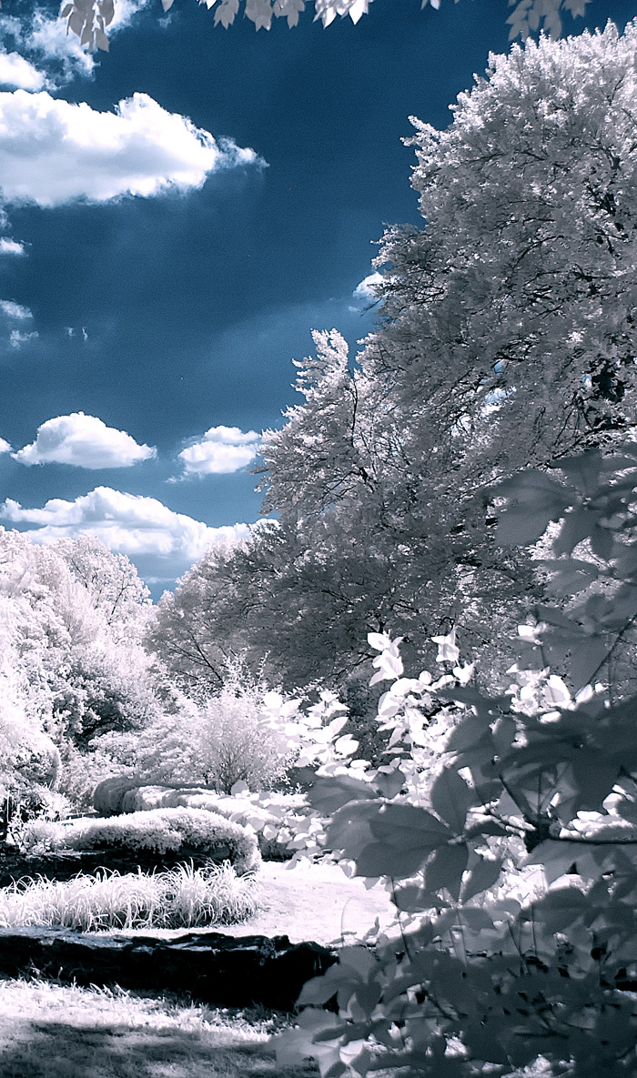 Infrared Trees Photography Jim Cutler