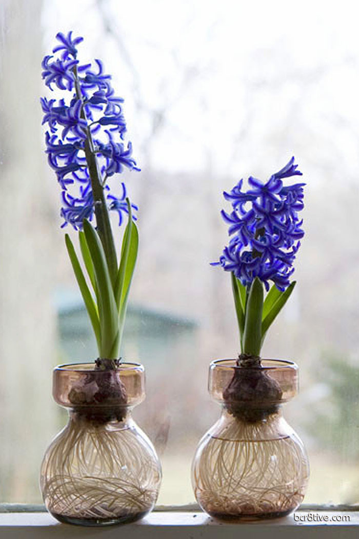 Forced Hyacinths