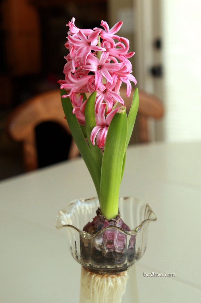 Forced Hyacinths