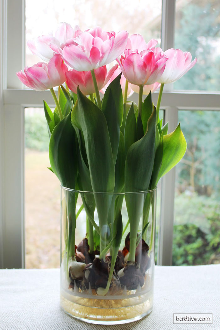 How Often Do You Water Amaryllis Bulbs - 6 Tips for Growing Amaryllis