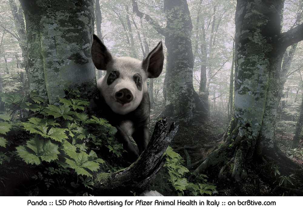 Panda :: LSD Photo Advertising for Pfizer Animal Health in Italy :: on bcr8tive.com