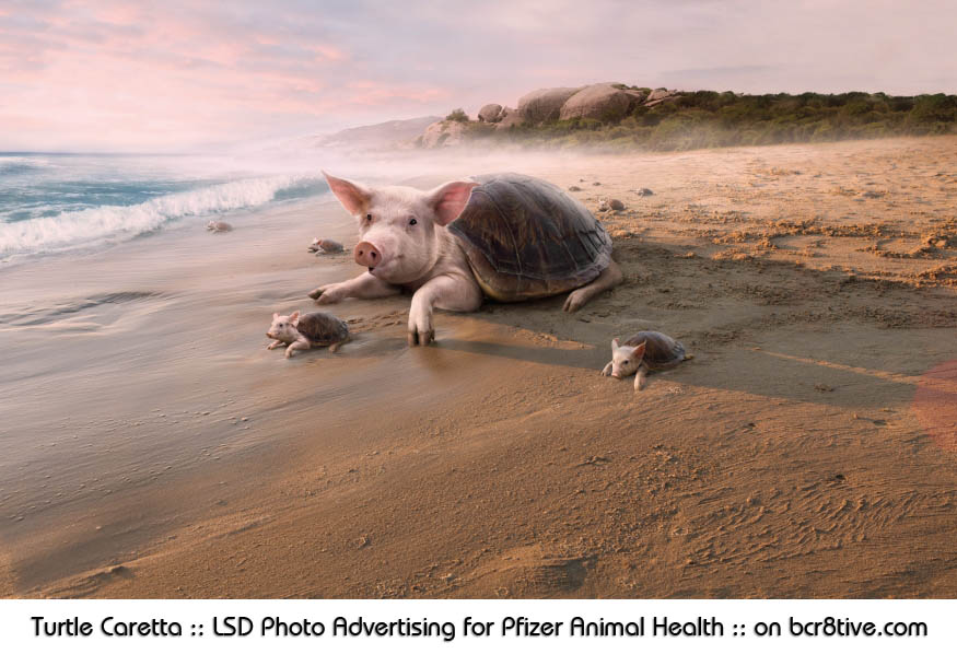 Turtle Caretta :: LSD Photo Advertising for Pfizer Animal Health :: on bcr8tive.com