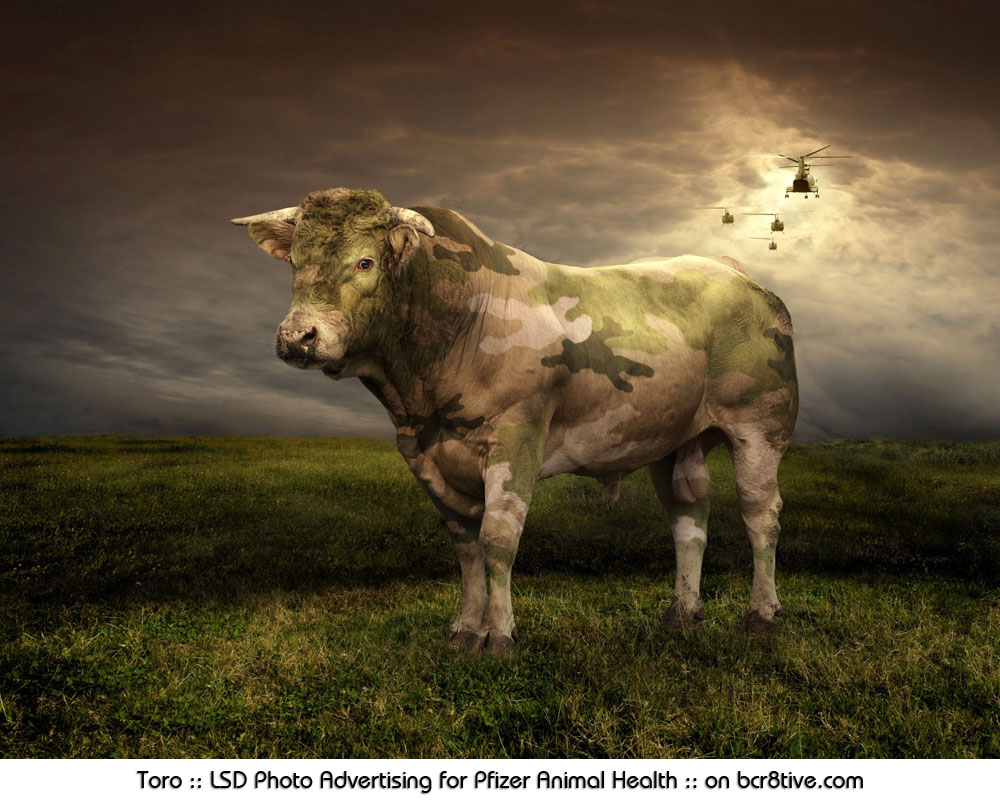 Toro :: LSD Photo Advertising for Pfizer Animal Health in Italy :: on bcr8tive.com