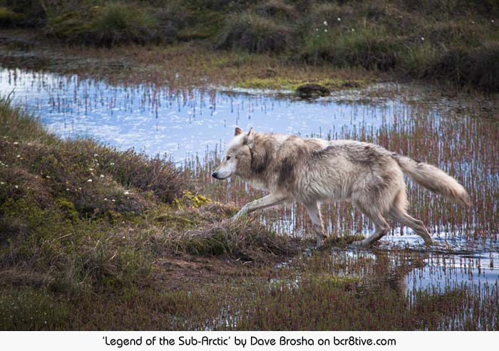 Legend of the Sub-Arctic - Dave Brosha