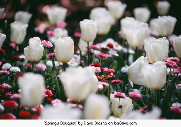 Spring's Bouquet - Dave Brosha