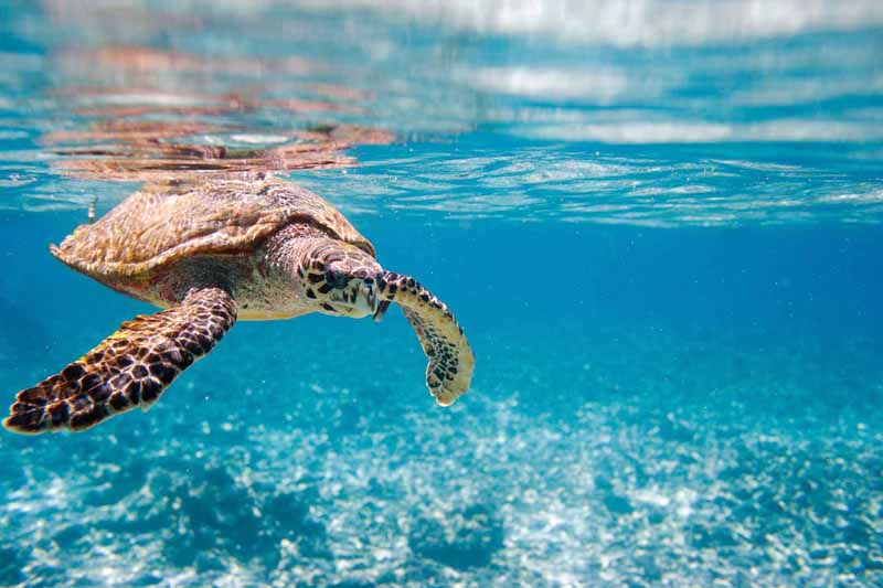 Seychelles - Diving - Sea Turtle