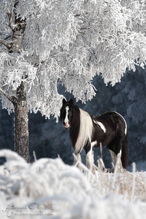 Katarzyna Okrzesik Snow Horse