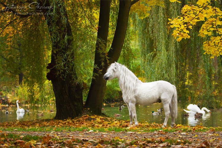 Welsh Pony Stallion 