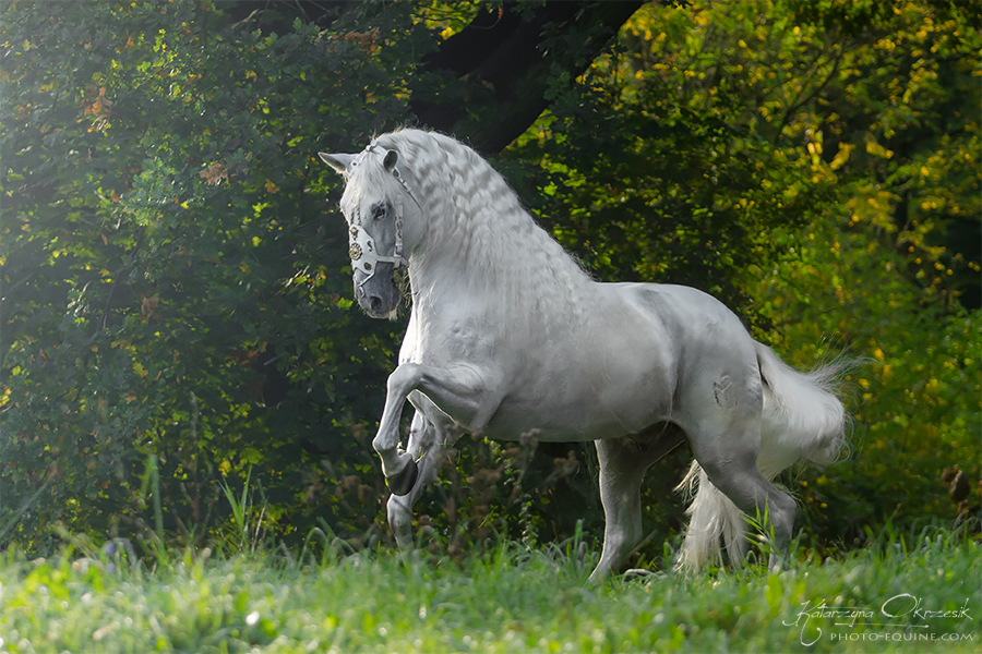 PRE stallion Armas Avellano - Andallusion Champion of Spain from 2009