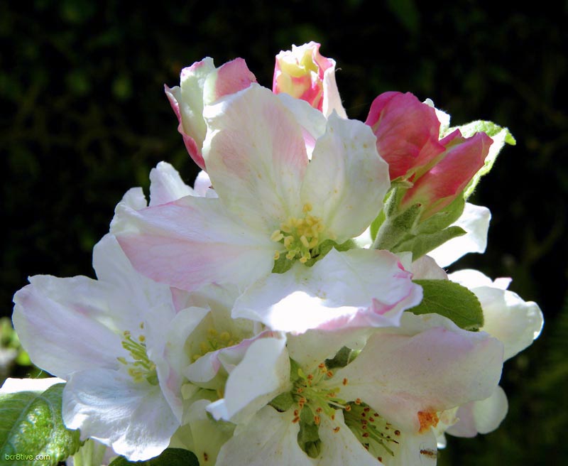 Granny Smith Apple Blossoms