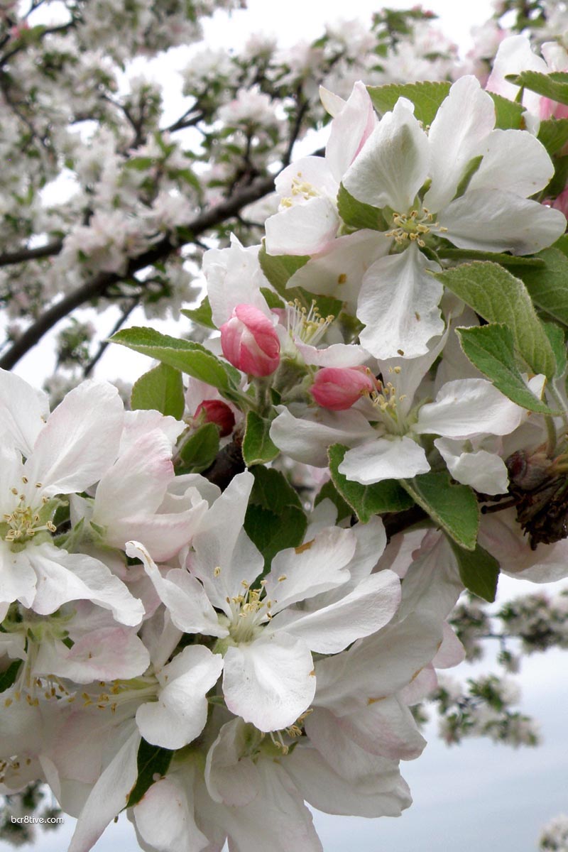 Apple Blossoms 