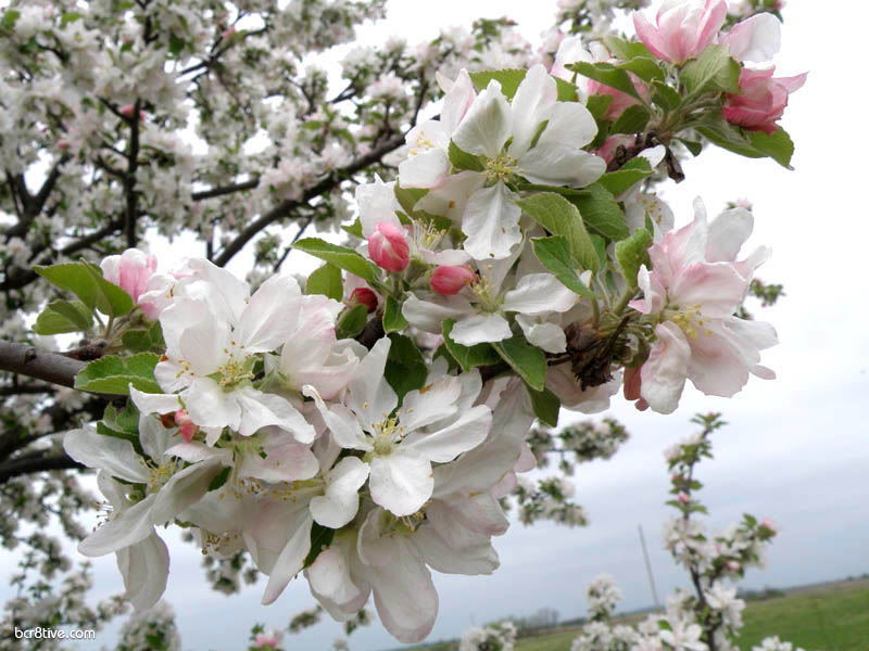 Apple Blossoms View