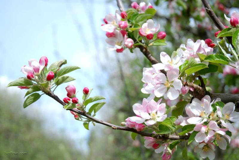 Graceful Apple Blossom Branch