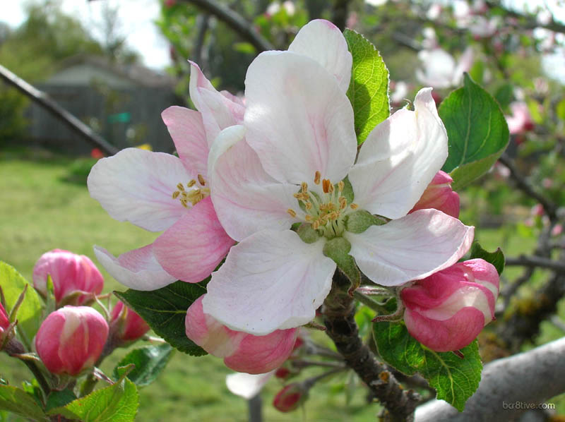 Large Apple Blossoms