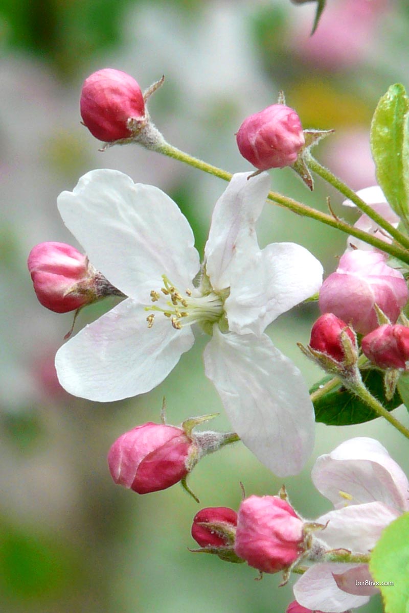 Apple Blossom Close-up