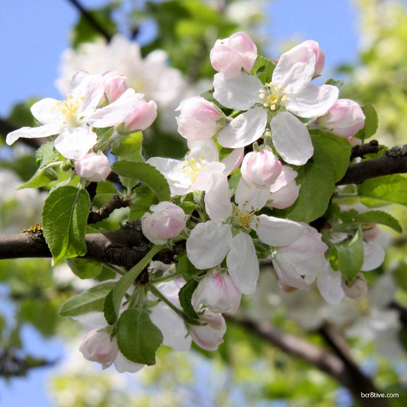 Apple Blossoms Cluster