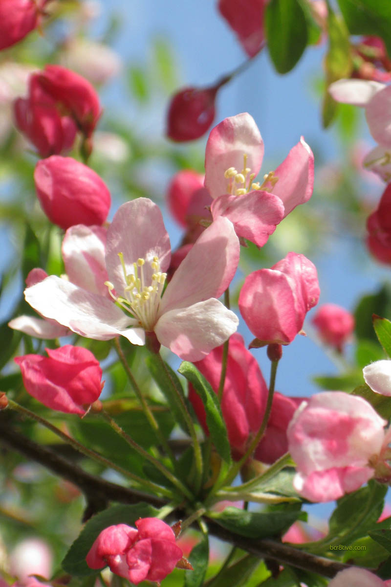 Apple Blossoms