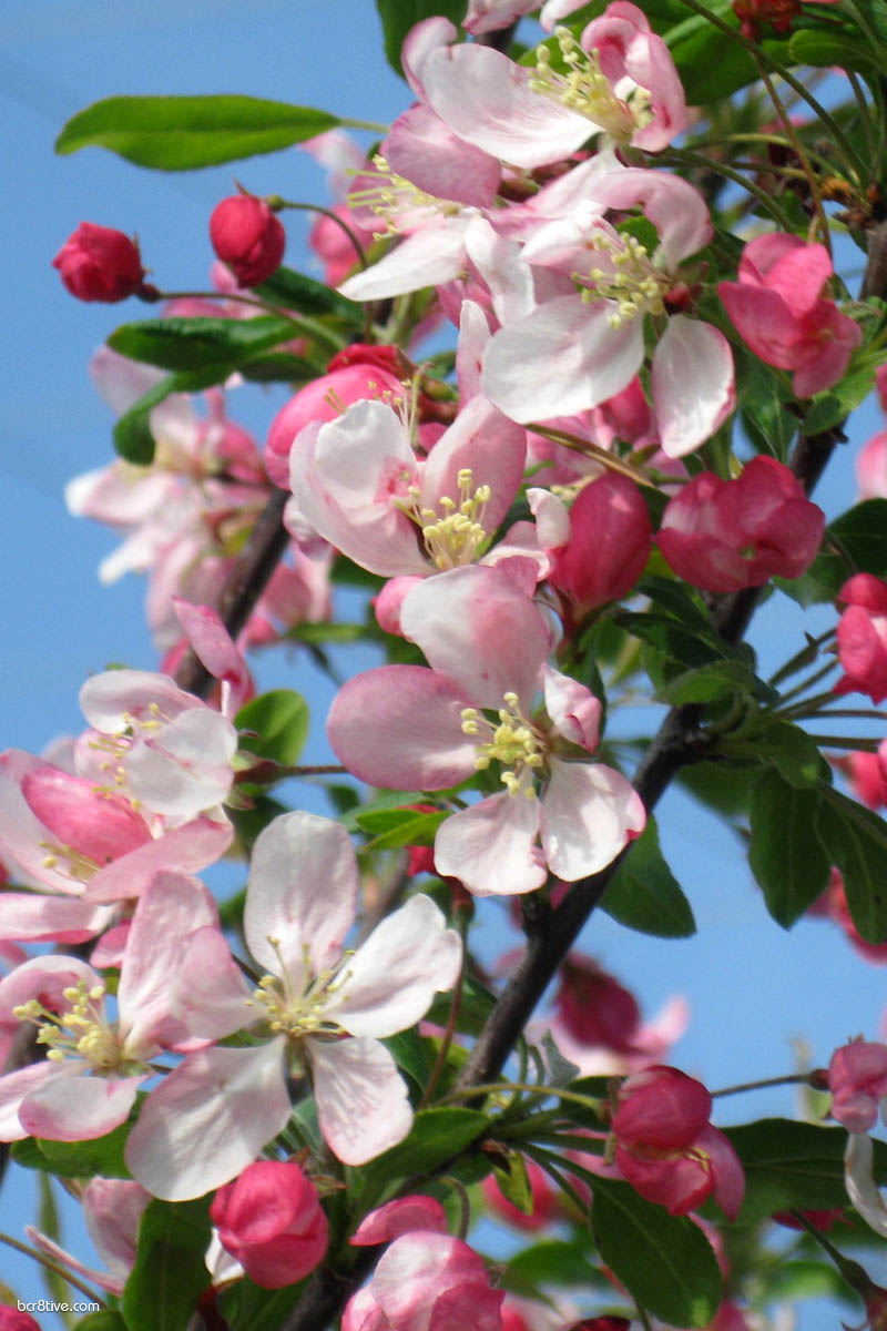 Apple Blossoms & Blue Sky