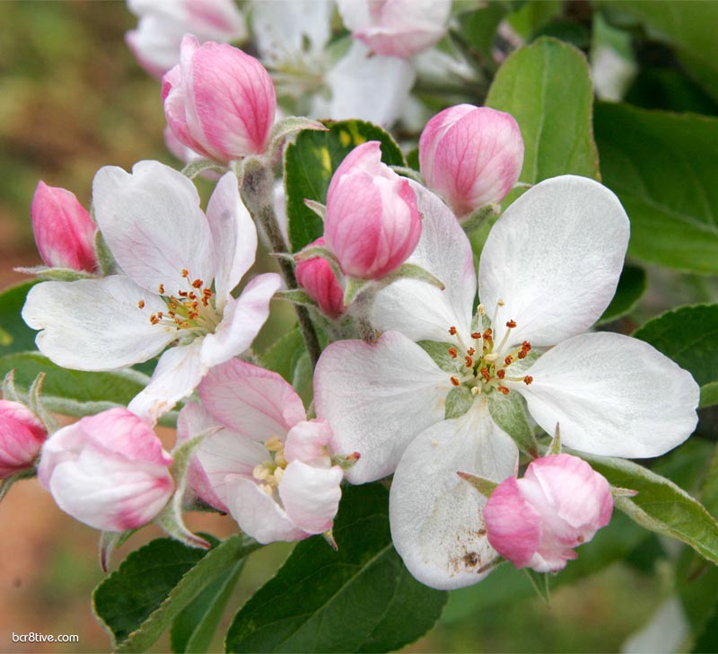 Apple Blossoms