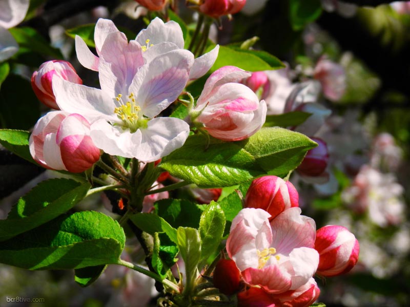 Bright Apple Blossoms