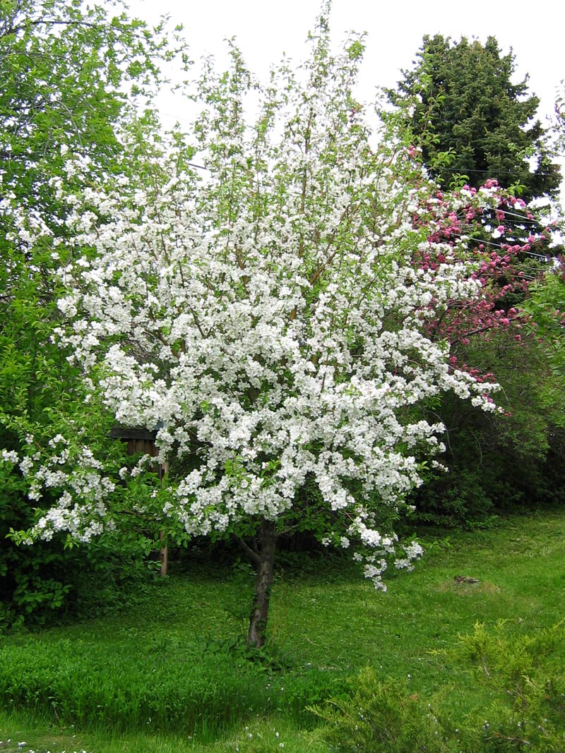 Apple Tree in Bloom