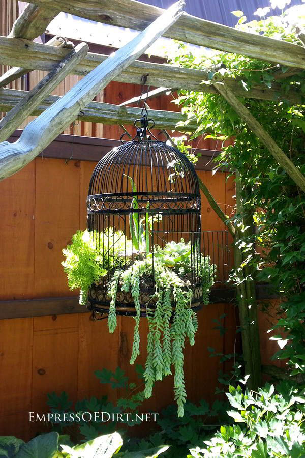 Bird Cage With Succulents by Empress of Dirt