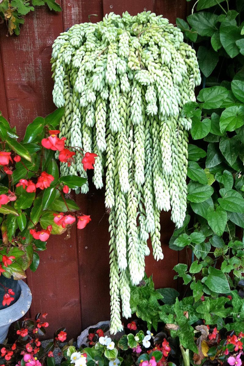 Sedum morganianum | Donkey Tail