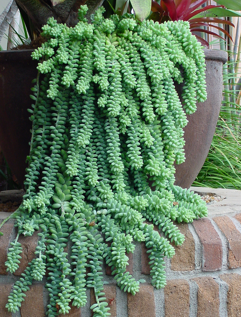 Burro Tail  Sedum cv. 'Burrito'