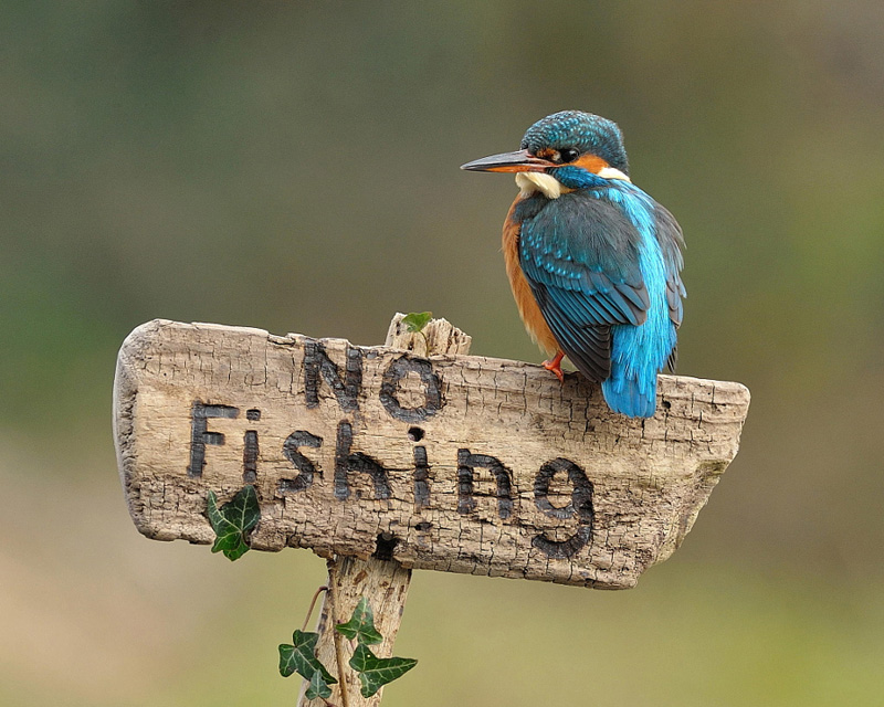 Kingfisher on Sign by Dean Mason