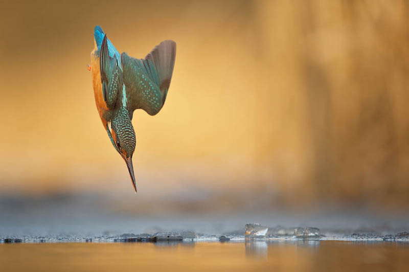 Queen of the River by Georg Scharf